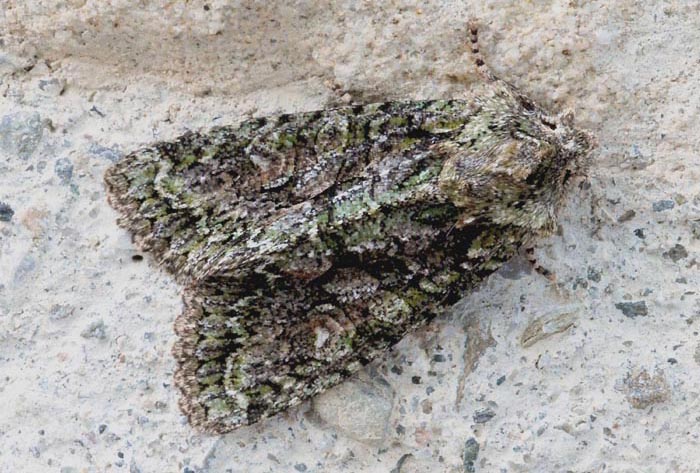 Dryobotodes eremita